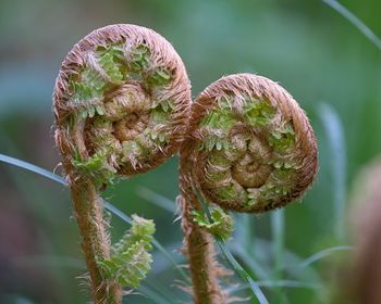 Close-up of plant