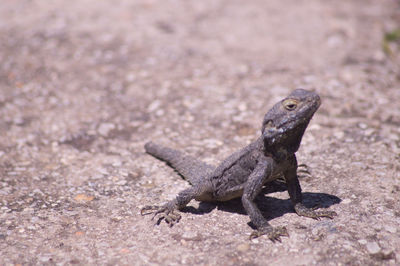 Close-up of lizard on land