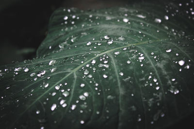 Close-up of raindrops on leaves