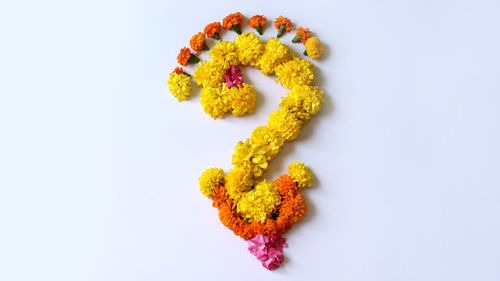 High angle view of multi colored rose on white background