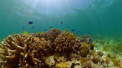 underwater