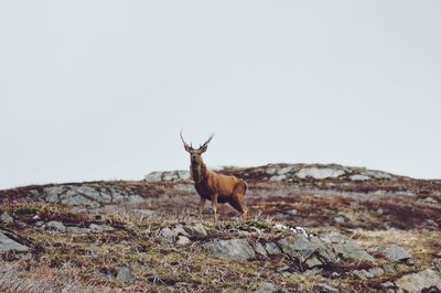 Deer on mountain against clear sky