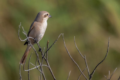 Close-up of bird perching on twig