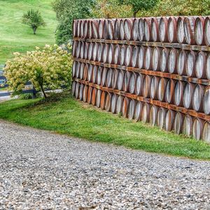 Trees growing on field