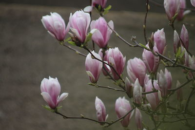 Close-up of pink flowering plant