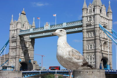 View of seagull on bridge