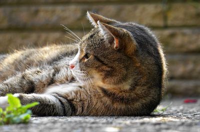 Close-up of a cat looking away