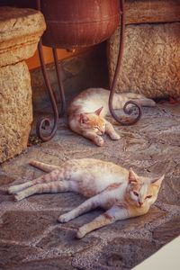 Close-up of cat sleeping