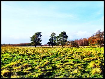 Scenic view of field against clear sky