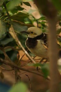 Close-up of bird perching on branch