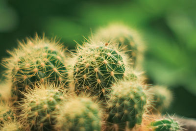 Close-up of plant