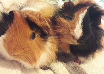 Close-up portrait of dog