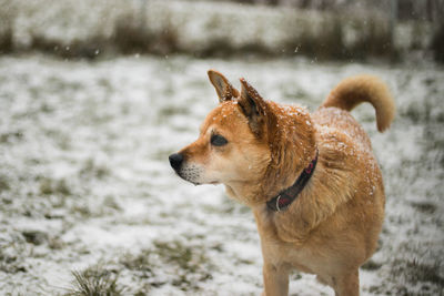 Dog running on snow