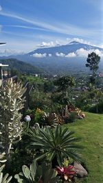 Scenic view of flowering plants against sky