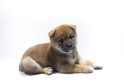 Dog sitting against white background