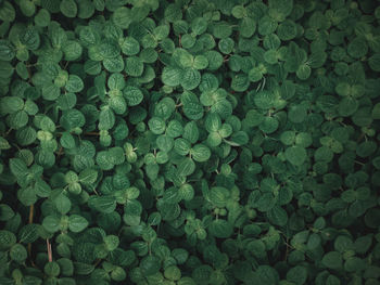 Full frame shot of plants