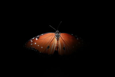 Close-up of butterfly over black background