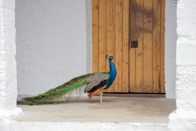 Peacock perching by closed door