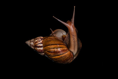 Close-up of snail on black background