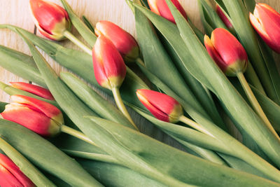 Close-up of red tulip