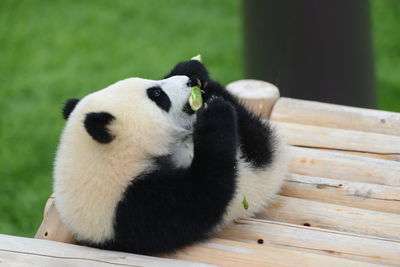 View of panda sitting on wood