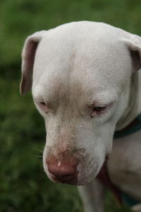 Close-up of dog on field