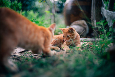 Cats relaxing on a land