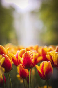 Close-up of red tulips