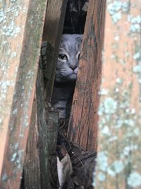 Close-up of a cat on tree trunk