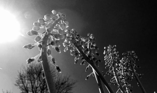 Low angle view of grape hyacinth blooming against sky