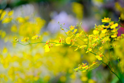 Close-up of yellow flowering plant