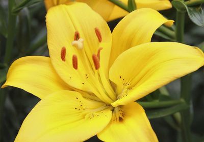 Close-up of yellow day lily blooming outdoors