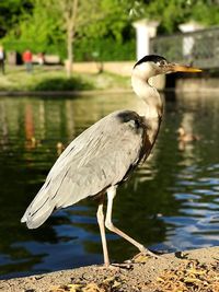 High angle view of gray heron perching on lake
