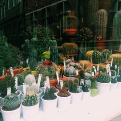 Cacti on display
