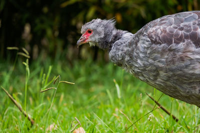 Close-up of a bird on grass