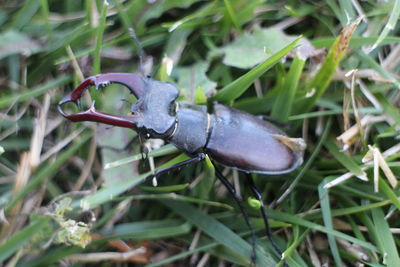 Close-up of insect on plant