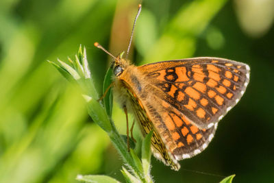 Close-up of butterfly pollinating on leaf