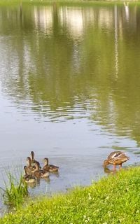 Ducks swimming in lake