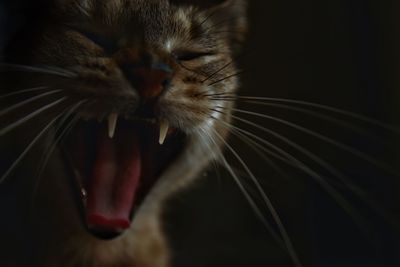 Close-up of cat yawning