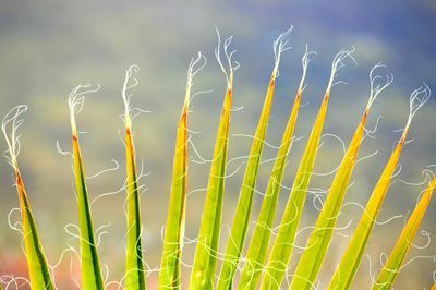 Close-up of grass