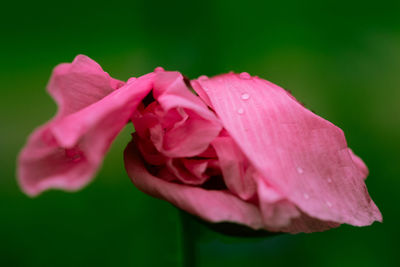 Close-up of pink rose