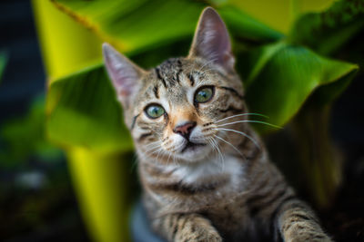 Close-up portrait of tabby cat