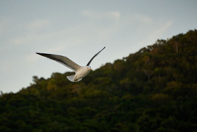 Low angle view of seagull flying