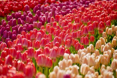 Full frame shot of pink tulips