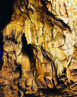 Full frame shot of tree trunk