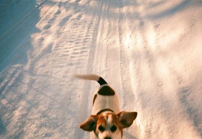 Dog looking at camera