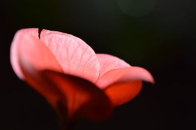 Close-up of pink rose flower against black background