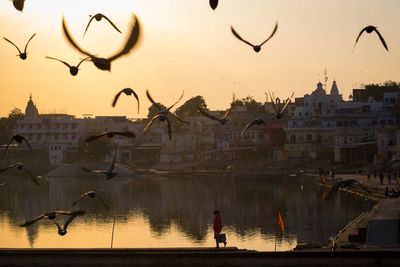 Birds flying over lake against sky during sunset