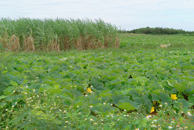 Scenic view of field against sky