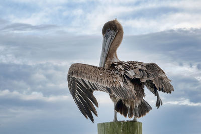 Low angle  rear view of pelican perching on wooden post against sky